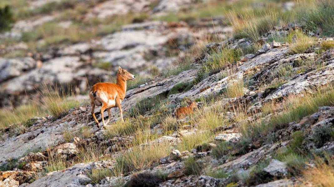 Nesli tehlikedeydi, Konya’da doğaya yeni umut oldular 1